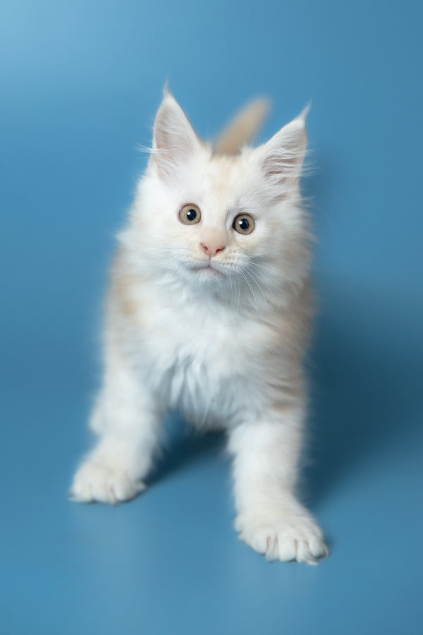 Winter | Maine Coon Kitten