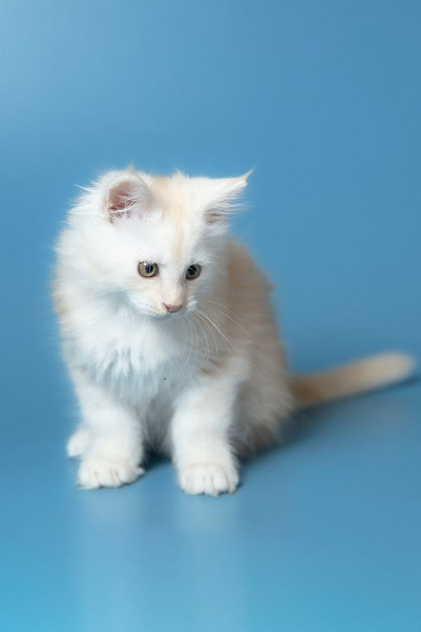 Winter | Maine Coon Kitten