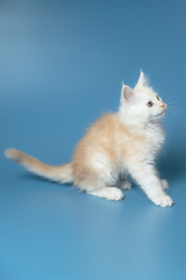 Winter | Maine Coon Kitten