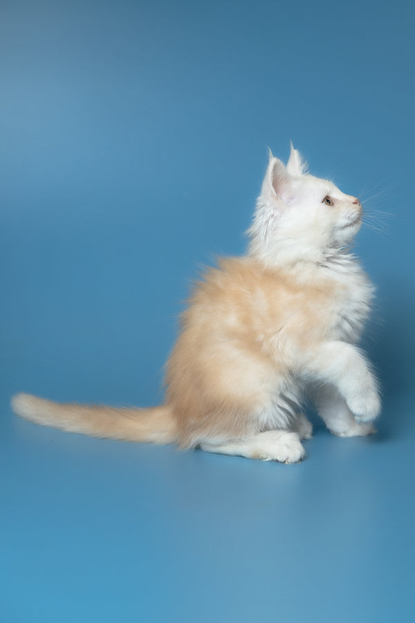 Winter | Maine Coon Kitten