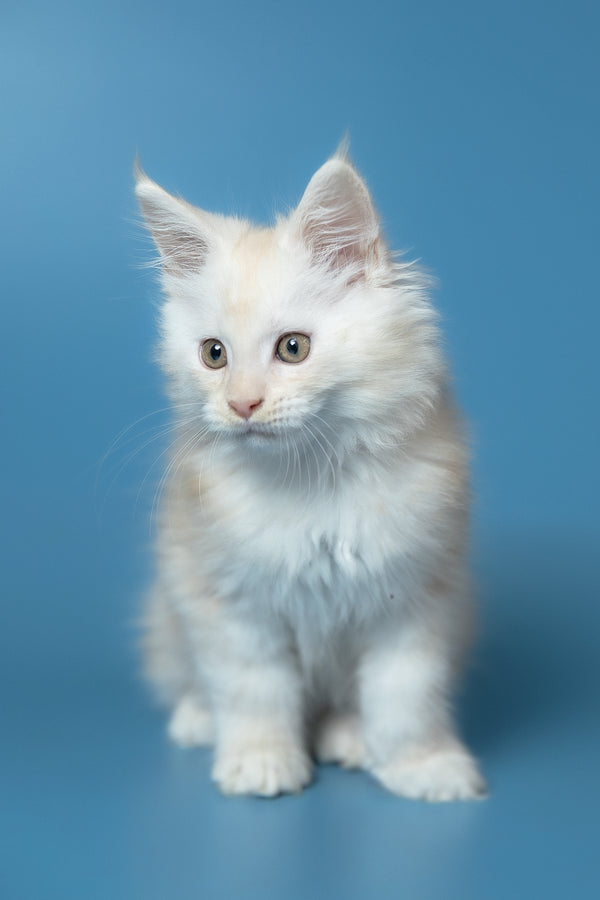 Winter | Maine Coon Kitten