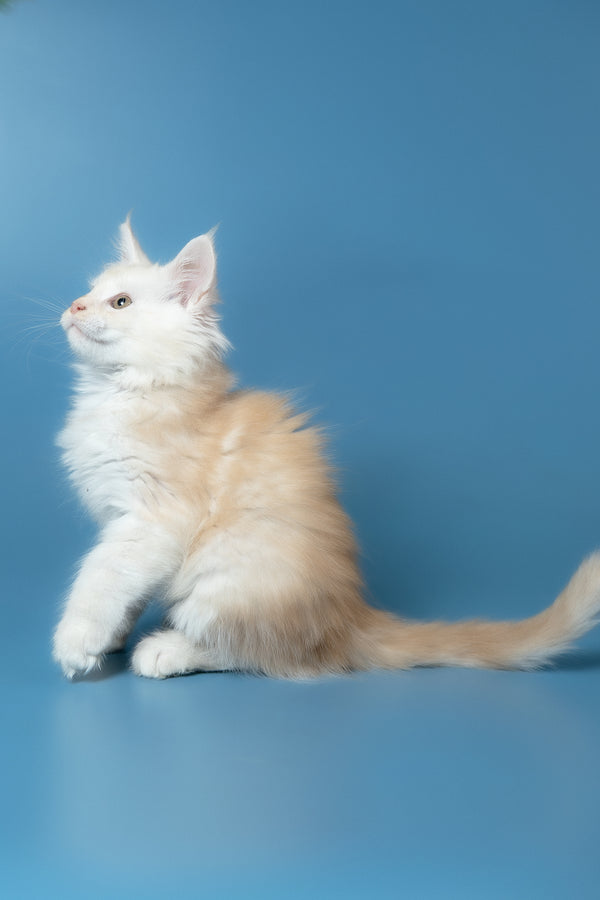 Winter | Maine Coon Kitten