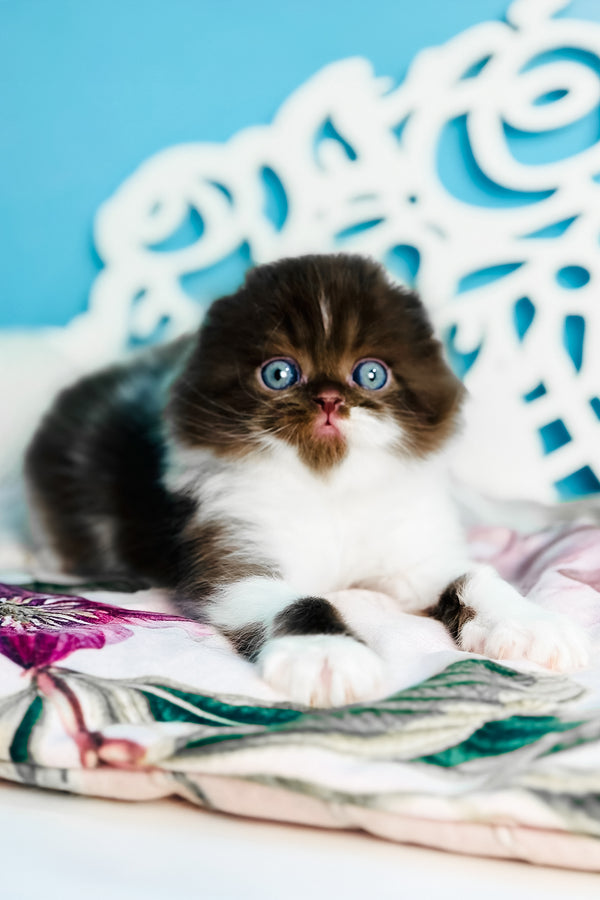 Xanti | Scottish Fold Longhair Kitten