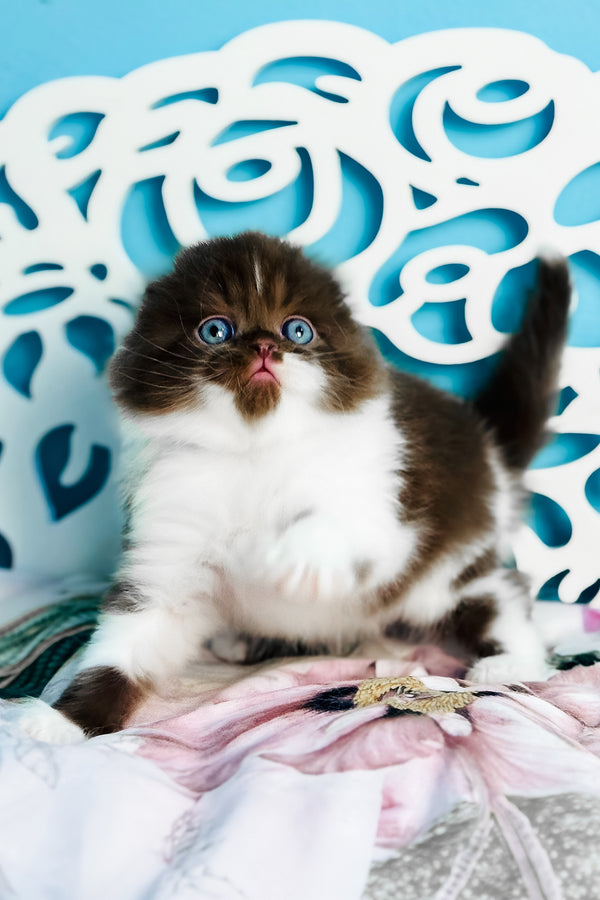 Xanti | Scottish Fold Longhair Kitten
