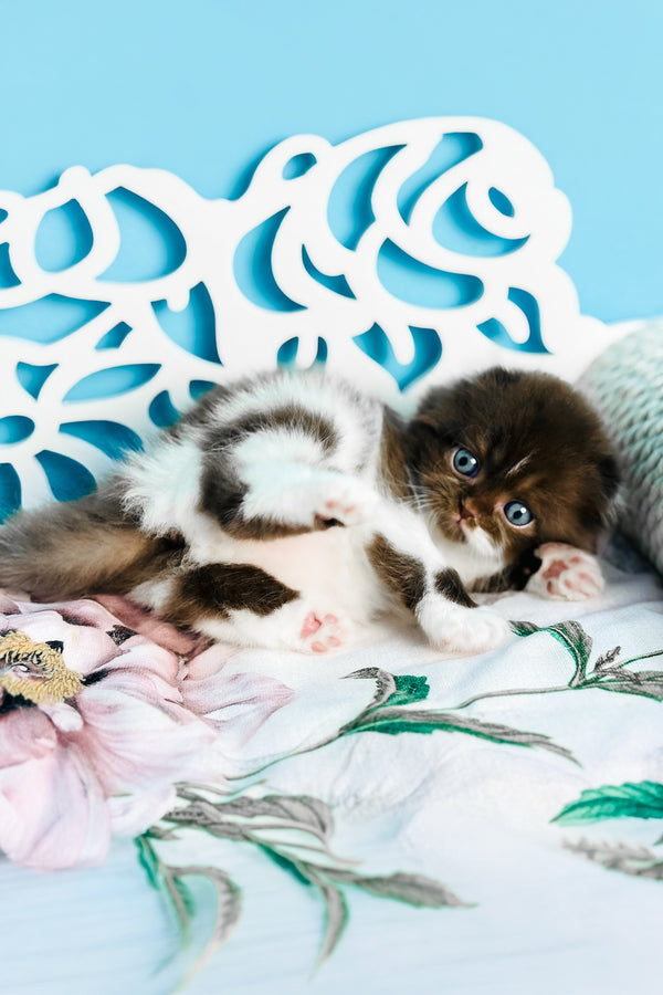 Xanti | Scottish Fold Longhair Kitten