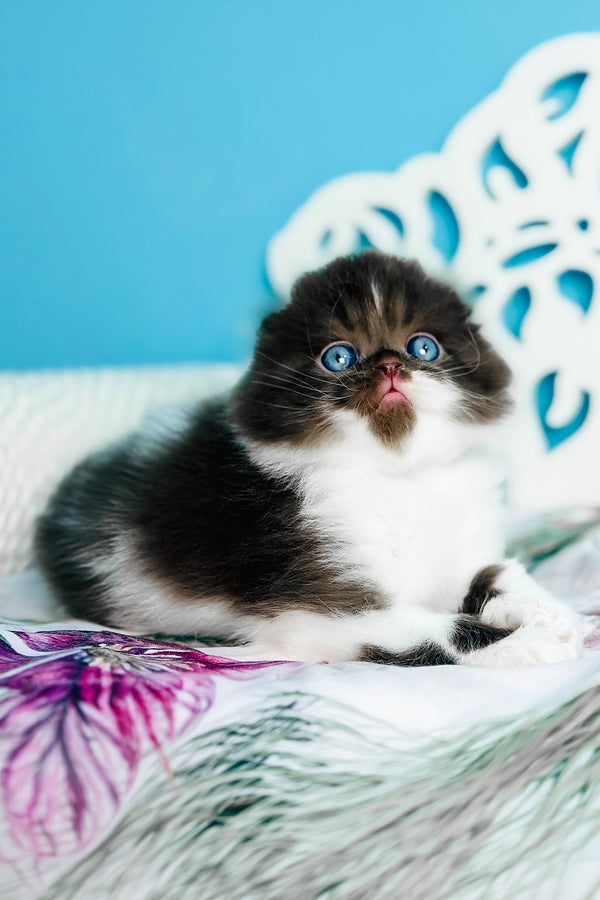 Xanti | Scottish Fold Longhair Kitten