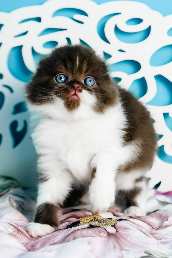 Xanti | Scottish Fold Longhair Kitten