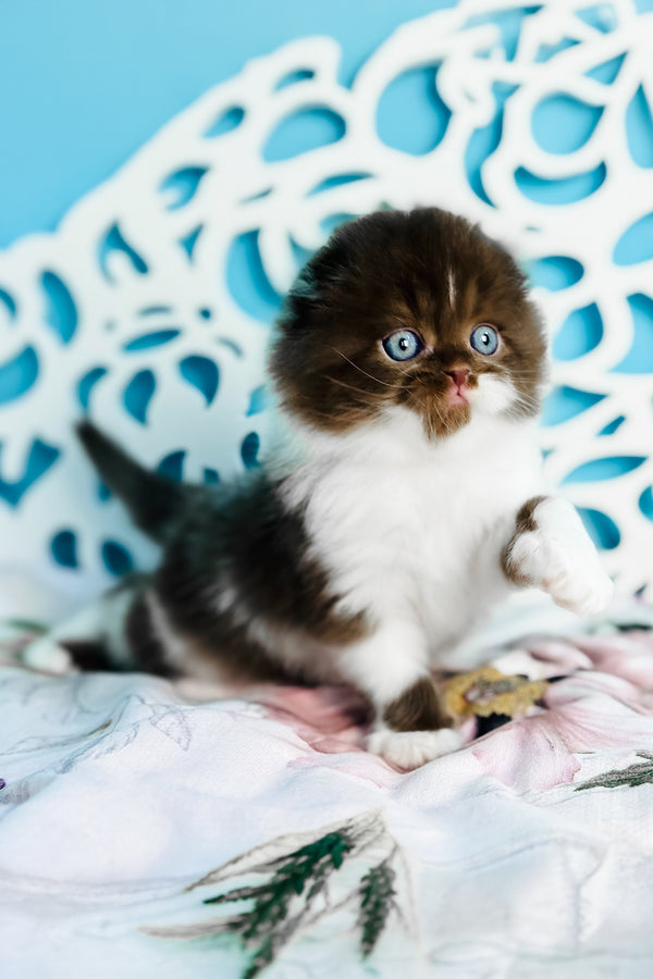Xanti | Scottish Fold Longhair Kitten