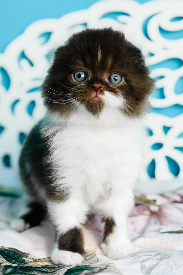 Xanti | Scottish Fold Longhair Kitten