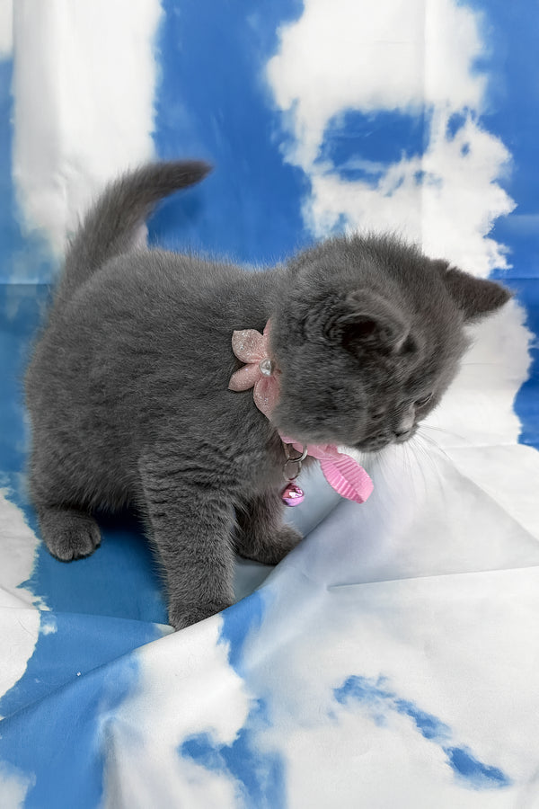 Yamato | British Shorthair Kitten