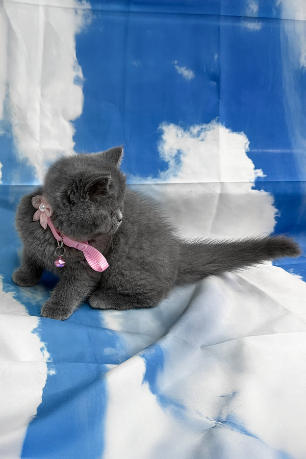 Yamato | British Shorthair Kitten