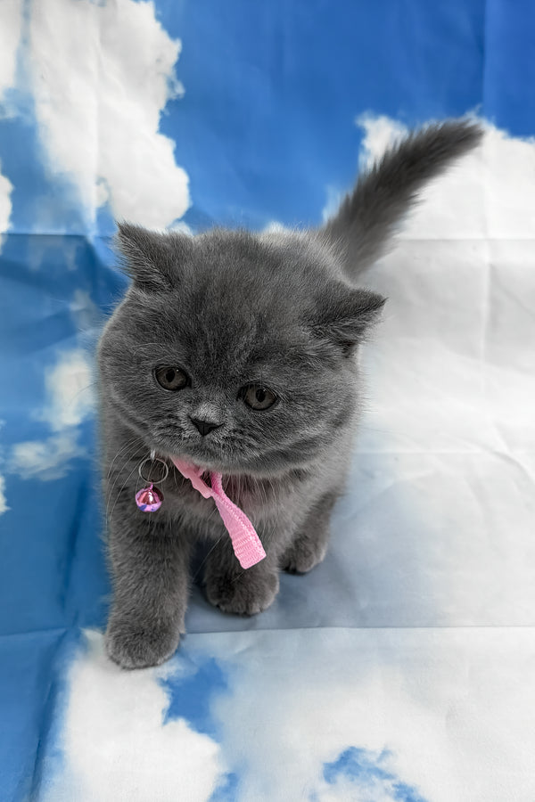 Yamato | British Shorthair Kitten