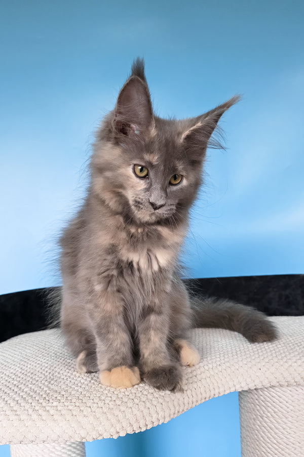 Yanita | Maine Coon Kitten
