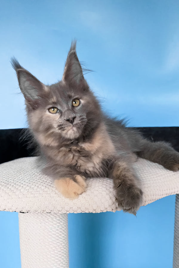 Yanita | Maine Coon Kitten