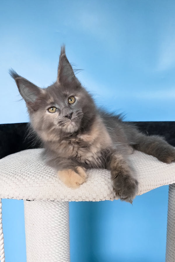 Yanita | Maine Coon Kitten