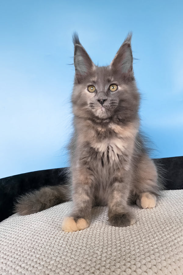 Yanita | Maine Coon Kitten