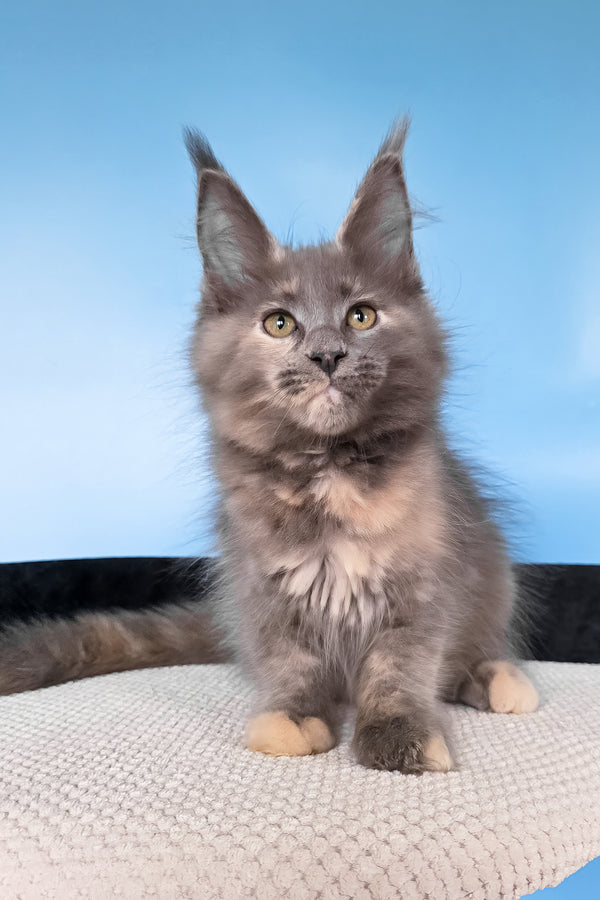 Yanita | Maine Coon Kitten