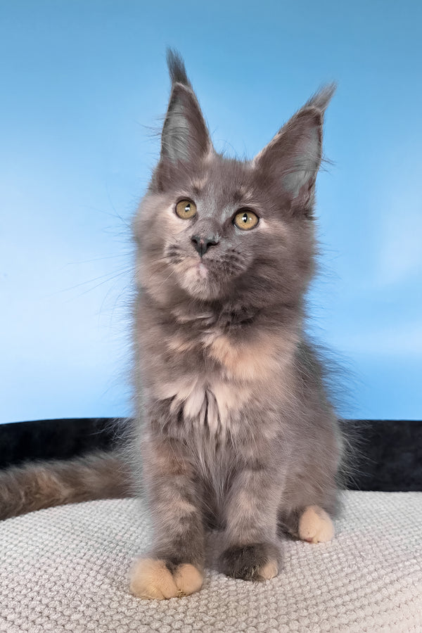 Yanita | Maine Coon Kitten