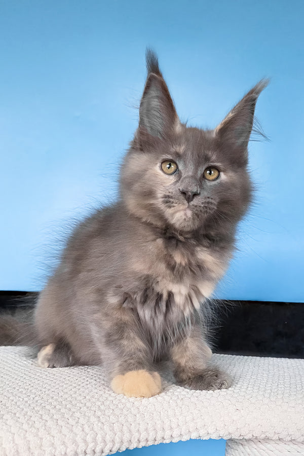 Yanita | Maine Coon Kitten