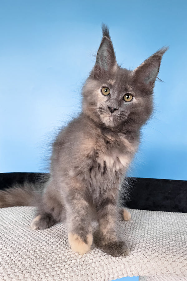 Yanita | Maine Coon Kitten