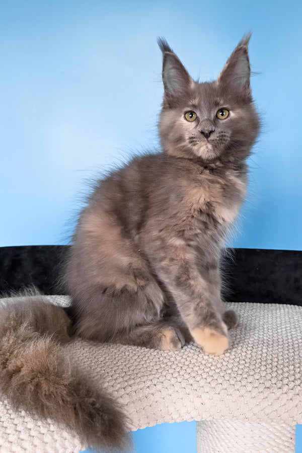 Yanita | Maine Coon Kitten
