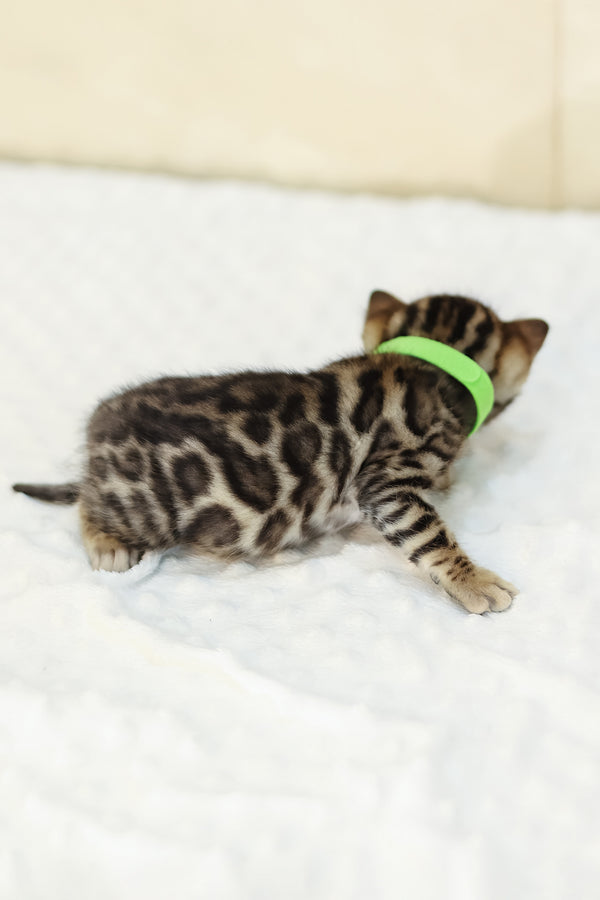 Yara | Bengal Kitten