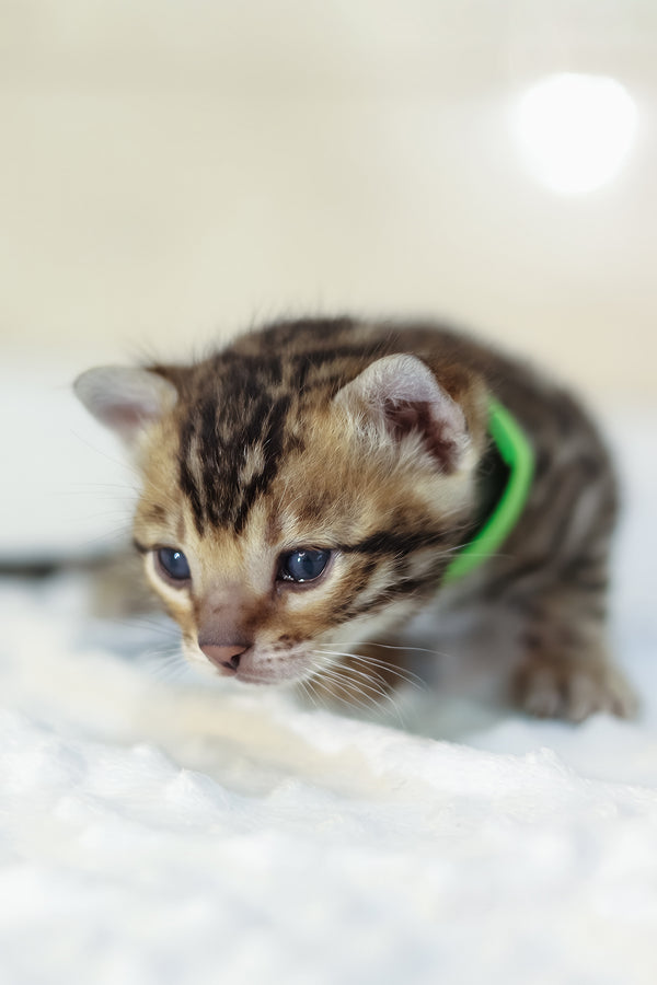Yara | Bengal Kitten