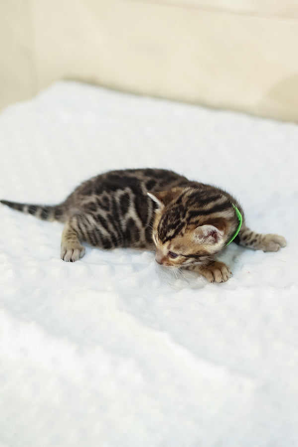 Yara | Bengal Kitten