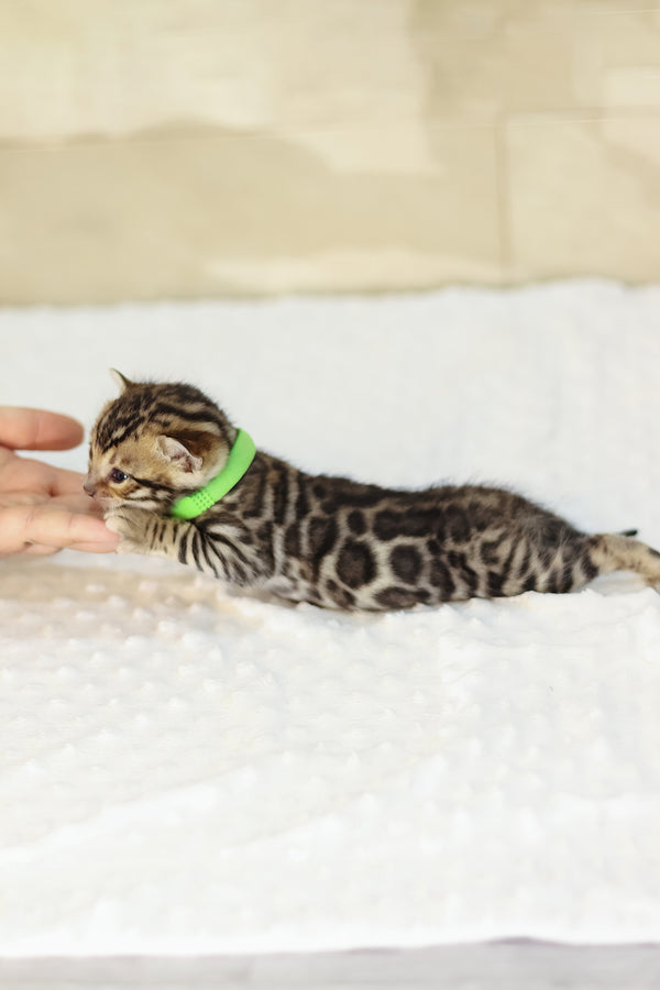 Yara | Bengal Kitten
