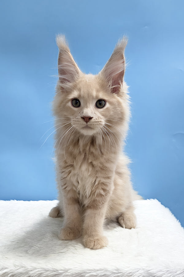 Yarik | Maine Coon Kitten