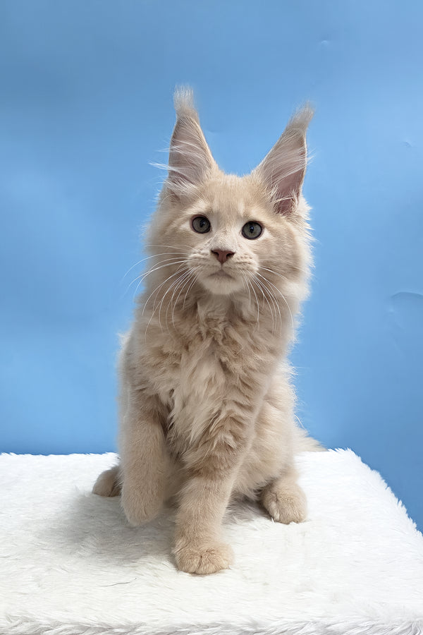 Yarik | Maine Coon Kitten