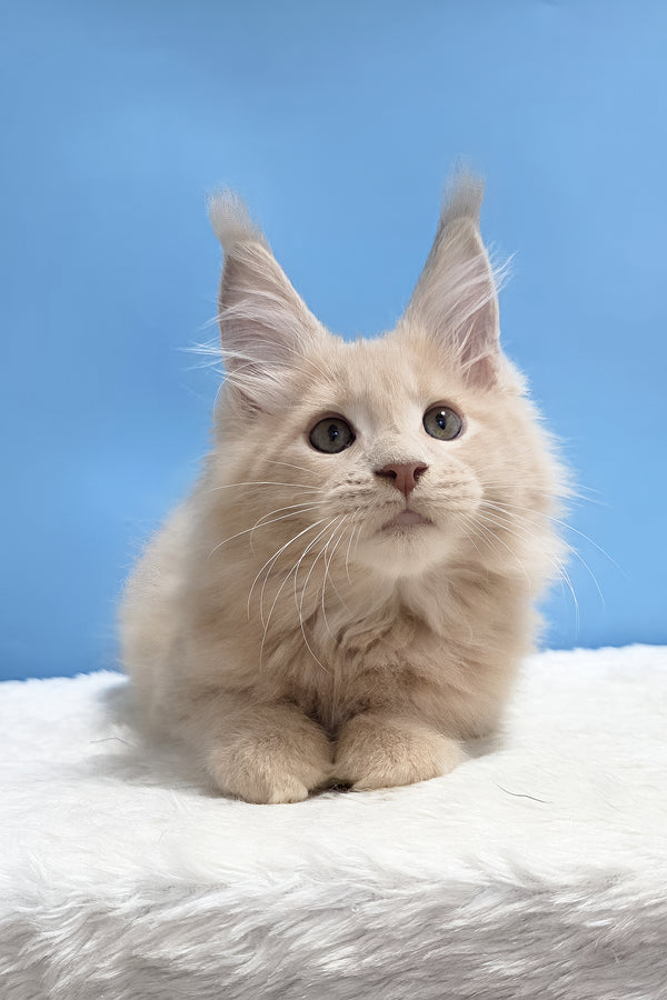 Yarik | Maine Coon Kitten