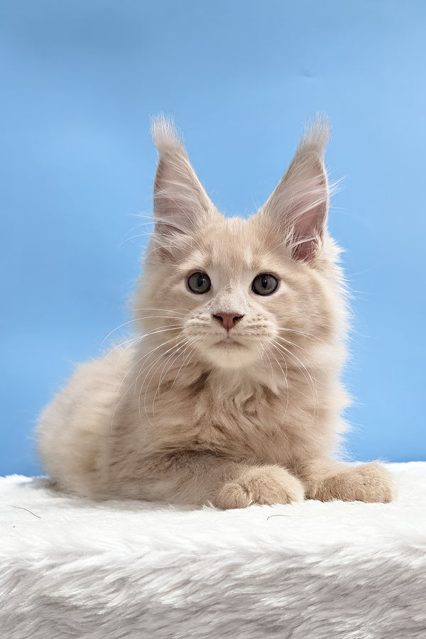 Yarik | Maine Coon Kitten