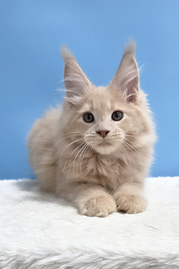Yarik | Maine Coon Kitten