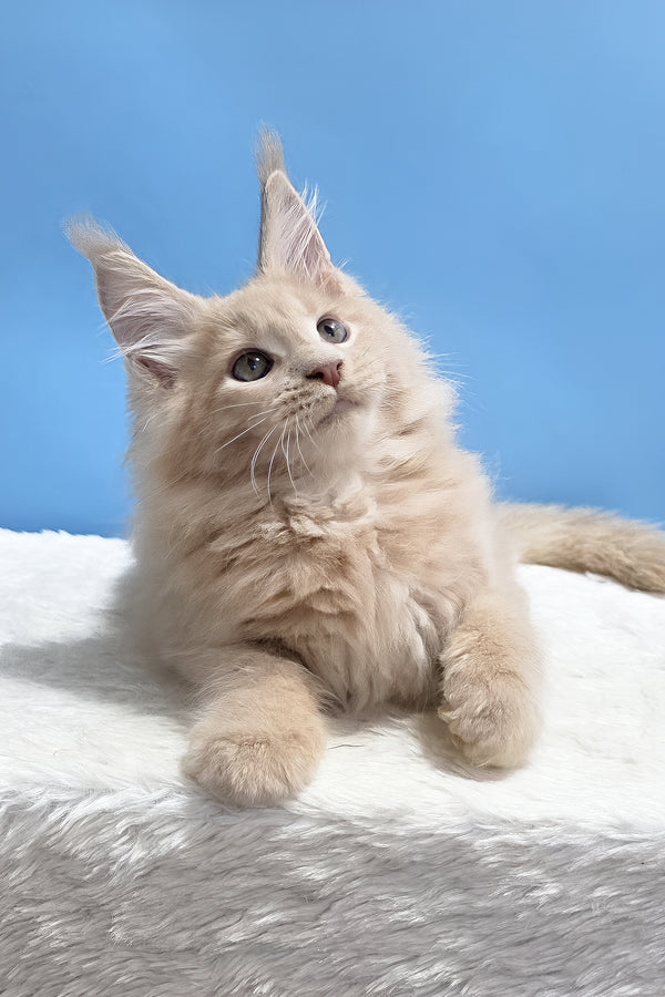 Yarik | Maine Coon Kitten