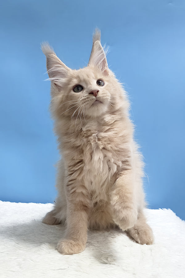 Yarik | Maine Coon Kitten