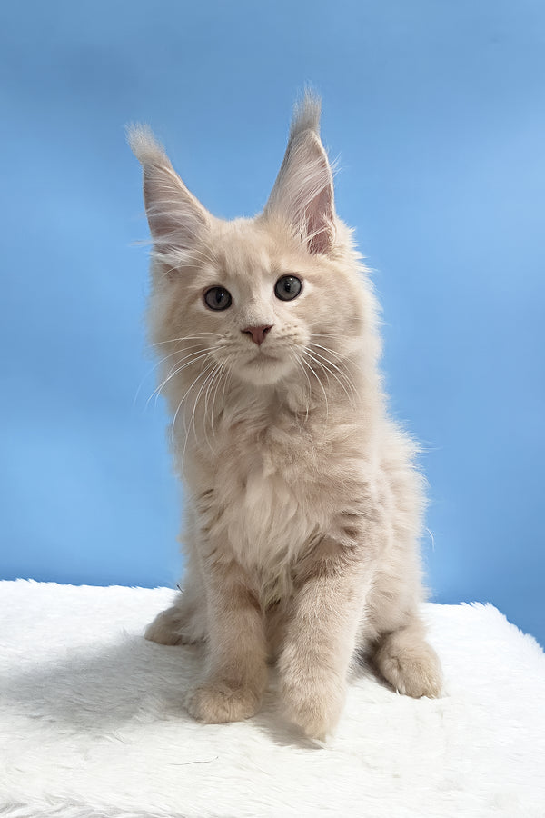 Yarik | Maine Coon Kitten