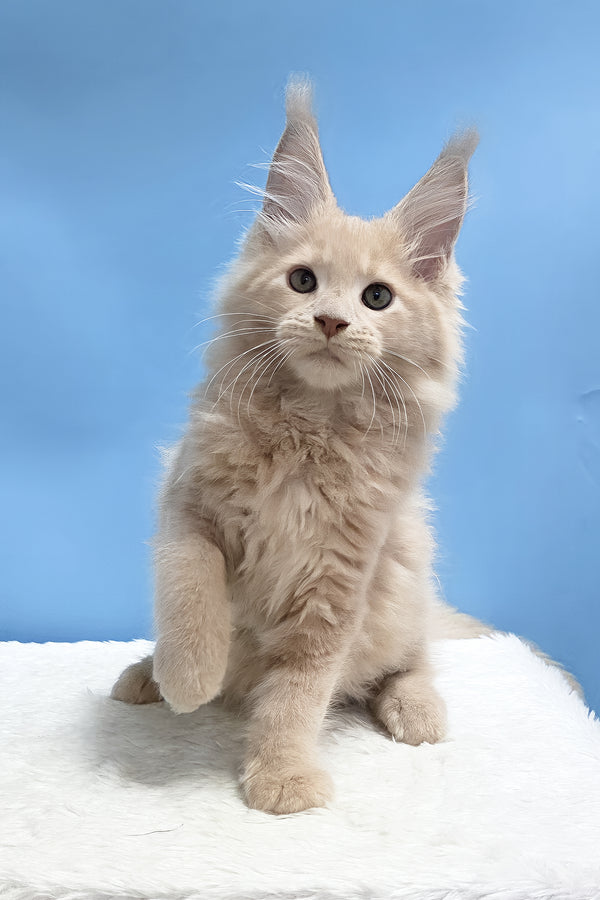 Yarik | Maine Coon Kitten