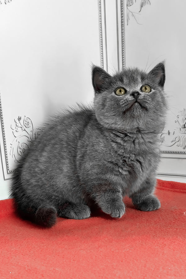 Yasha | Munchkin Kitten