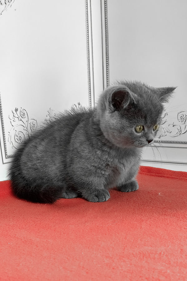 Yasha | Munchkin Kitten