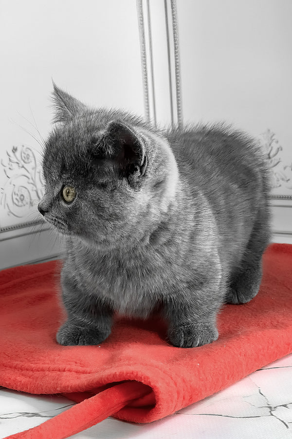 Yasha | Munchkin Kitten
