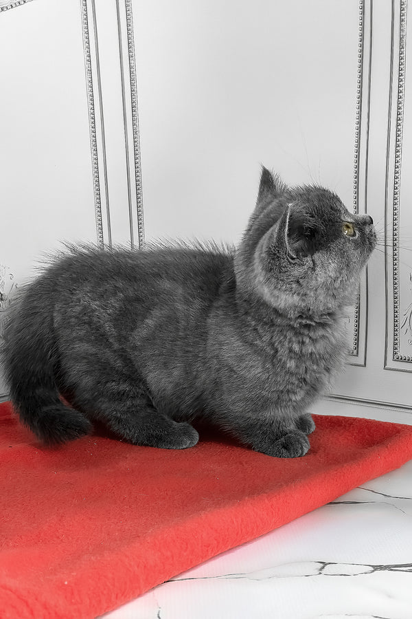 Yasha | Munchkin Kitten