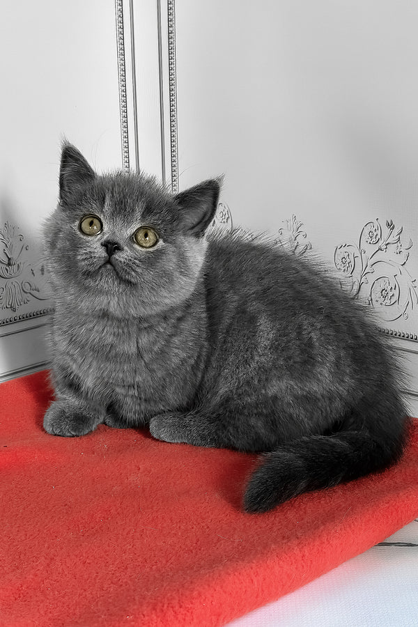 Yasha | Munchkin Kitten