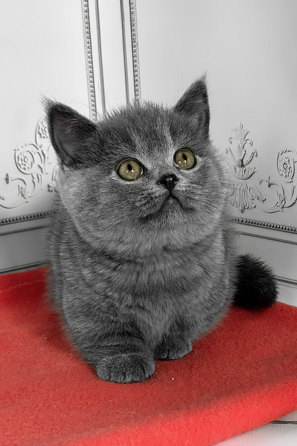 Yasha | Munchkin Kitten