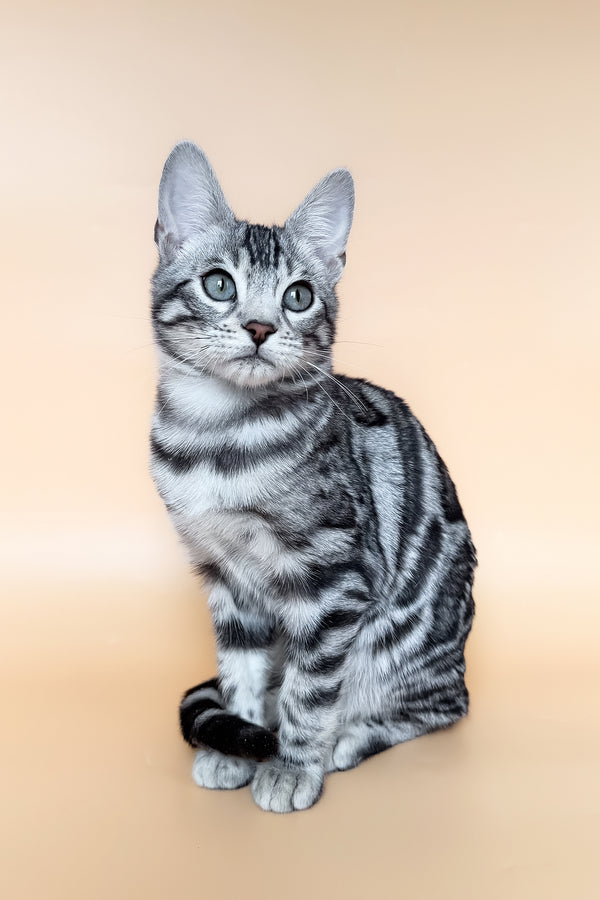 Yeti | Bengal Kitten
