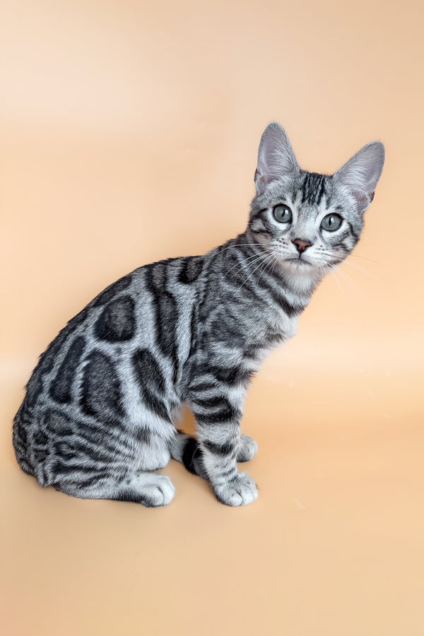 Yeti | Bengal Kitten