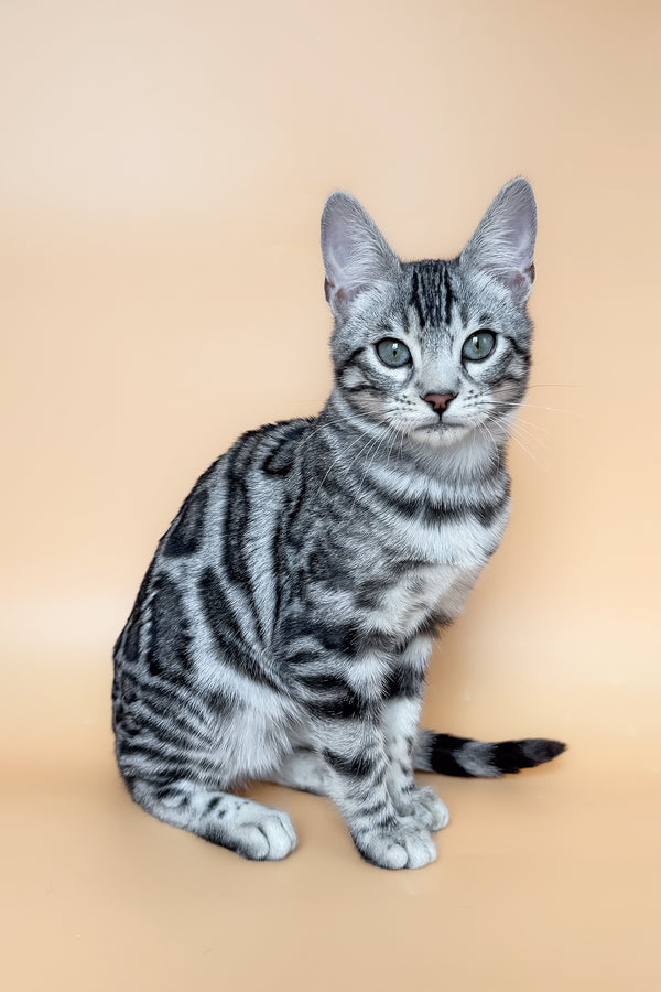 Yeti | Bengal Kitten