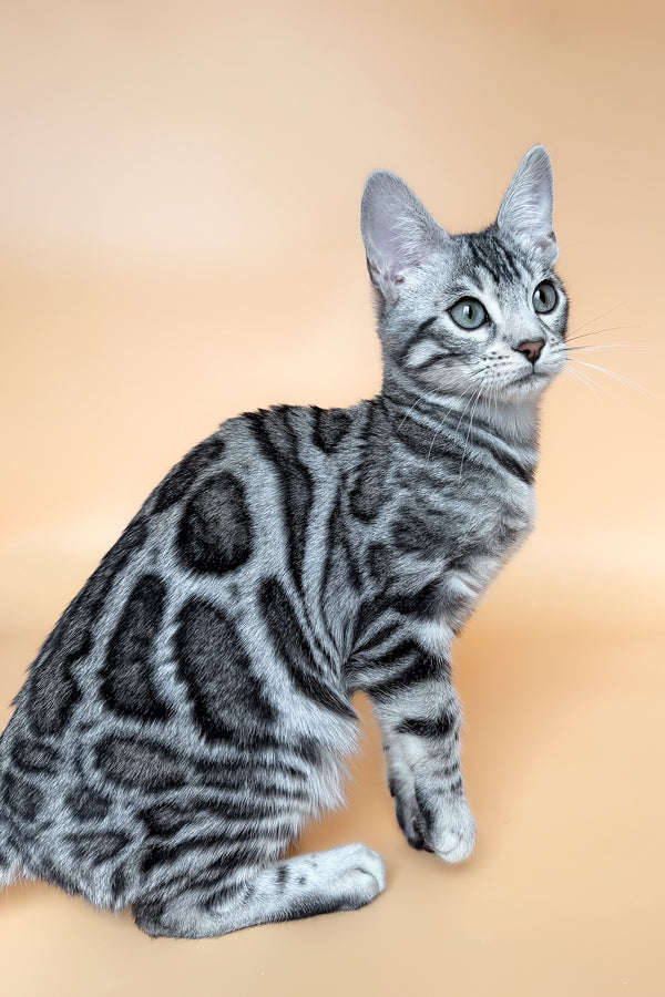 Yeti | Bengal Kitten