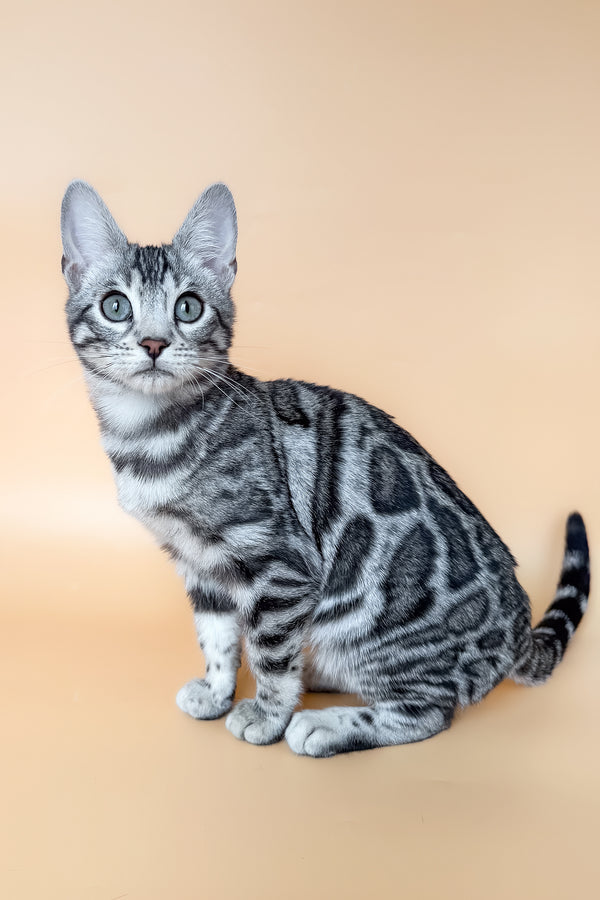 Yeti | Bengal Kitten