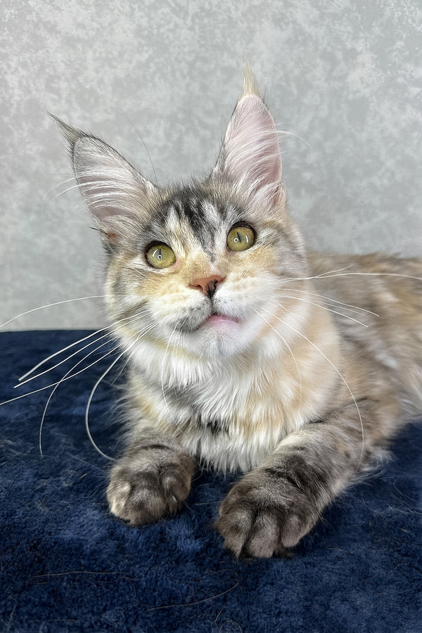 Yosha | Maine Coon Kitten